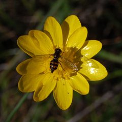 Toxomerus occidentalis-Female-2 by Eugene Zelenko. Used under a CC BY-SA 4.0 license.