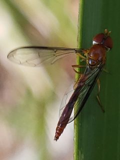 Victoriana parvicornis Santos by Arturo Santos. Used under a CC BY 4.0 license.