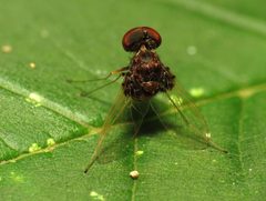 Crazy Snipe Fly - Flickr - treegrow by Katja Schulz from Washington, D. C., USA. Used under a CC BY 2.0 license.