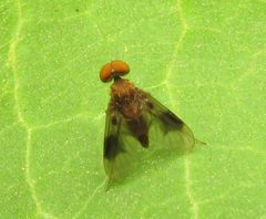 Chrysopilus quadratus by Beatriz Moisset. Used under a CC BY-SA 4.0 license.
