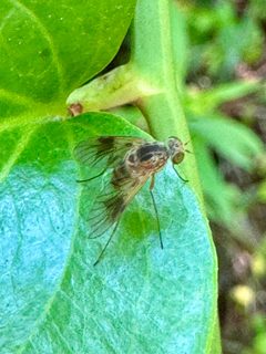 Chrysopilus quadratus 395941577 by Jeff Clark. Used under a CC BY 4.0 license.