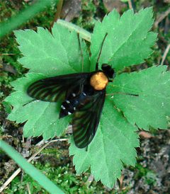 Chrysopilus thoracicus by Benimoto. Used under a CC BY 2.0 license.