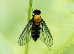 Chrysopilus thoracicus 289725651 by kirk gardner. Used under a CC BY 4.0 license.