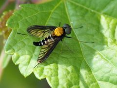 Chrysopilus thoracicus 299042765 by Katja Schulz. Used under a CC BY 4.0 license.