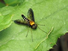 Chrysopilus thoracicus 299372160 by Katja Schulz. Used under a CC BY 4.0 license.