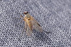 Rhagio lineola 151322499 by Lars Willighagen. Used under a CC BY 4.0 license.