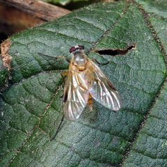 Rhagio lineola 50316120 by Barry Walter. Used under a CC BY 4.0 license.