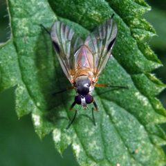 Rhagio lineola 50498475 by Barry Walter. Used under a CC BY 4.0 license.