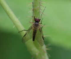 Rhagio lineola 64811462 by Sandy Rae. Used under a CC BY-SA 4.0 license.