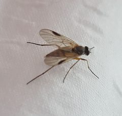 Rhagio lineola 9390854 by ctb. Used under a CC0 license.