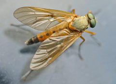 Rhagio tringarius01 by wikipedia. Used under a Attribution license.