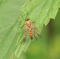 Rhagio tringarius 109316505 by jlaus. Used under a CC BY 4.0 license.