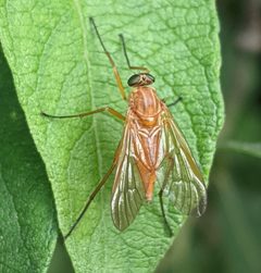 Rhagio tringarius 140573054 by Denis Otkydach. Used under a CC BY 4.0 license.