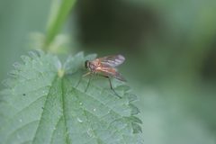 Rhagio tringarius 140873429 by Michel Langeveld. Used under a CC BY-SA 4.0 license.