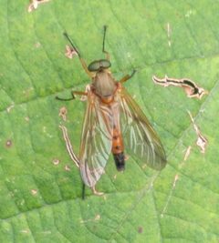 Rhagio tringarius 146882490 by Michel Langeveld. Used under a CC BY-SA 4.0 license.