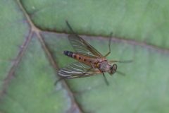 Rhagio tringarius 149193177 by Michel Langeveld. Used under a CC BY-SA 4.0 license.