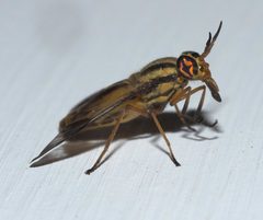 Chrysops aberrans P1210537a by
xpda. Used under a CC BY-SA 4.0 license.