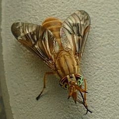 Chrysops brunneus by Wendy McCrady. Used under a CC BY 4.0 license.