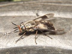 Chrysops callidus by Bruce Marlin. Used under a CC BY-SA 3.0 license.