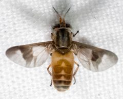 Chrysops celatus by Mirko Schoenitz. Used under a CC0 license.