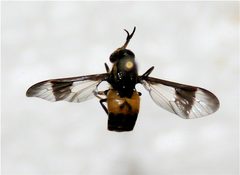 Chrysops geminatus by Cody Hough. Used under a CC BY-SA 3.0 license.