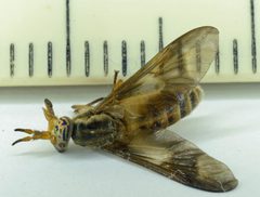 Deer fly with centimeter scale by Jud McCranie. Used under a CC BY-SA 4.0 license.