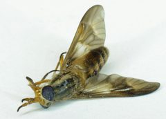 Deerfly 4 by Jud McCranie. Used under a CC BY-SA 4.0 license.