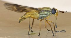 Deerfly 5 by Jud McCranie. Used under a CC BY-SA 4.0 license.
