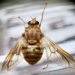Goniops chrysocoma by Andy Deans. Used under a CC BY 4.0 license.
