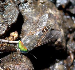 Biting Fly. Possibly Stonemyia fera - Flickr - gailhampshire by gailhampshire from Cradley, Malvern, U.K. Used under a CC BY 2.0 license.