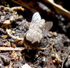 Tabanidae. Biting Fly. Possibly Stonemyia fera - Flickr - gailhampshire by gailhampshire from Cradley, Malvern, U.K. Used under a CC BY 2.0 license.