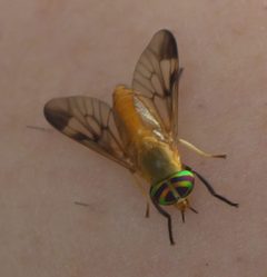 Diachlorus ferrugatus P1010455a by 
xpda. Used under a CC BY-SA 4.0 license.