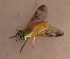 Diachlorus ferrugatus P1010456a by 
xpda. Used under a CC BY-SA 4.0 license.