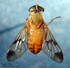 Diachlorusferrugatuscostarica by MA Zumbado, INBio. Used under a CC BY 2.0 license.