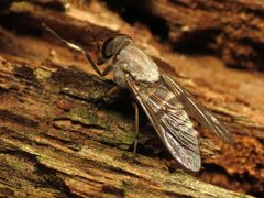 White Horsefly Female - Flickr - treegrow by Katja Schulz from Washington, D. C., USA. Used under a CC BY 2.0 license.