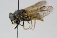 Hybomitra aequetincta062019 by Atylotus. Used under a CC BY-SA 4.0 license.