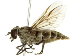 Hybomitra astuta by CBG Photography Group, Centre for Biodiversity Genomics. Used under a CC0 license.