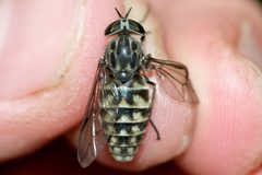 Hybomitra astuta 222691308 by Owen Strickland. Used under a CC0 license.
