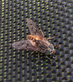 Hybomitra lasiophthalma - inat 78386219 by {{{name}}}. Used under a CC BY 4.0 license.