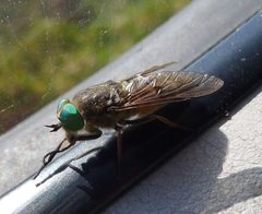 Horse Fly. Tabanidae . Hybomitra species . - Flickr - gailhampshire by gailhampshire from Cradley, Malvern, U.K. Used under a CC BY 2.0 license.