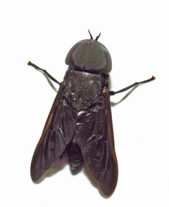 Tabanus atratus 9028827 by David Dodd. Used under a CC BY 4.0 license.