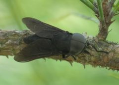 Tabanus atratus P1010524a by 
xpda. Used under a CC BY-SA 4.0 license.