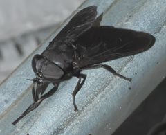 Tabanus atratus P1330025a by 
xpda. Used under a CC BY-SA 4.0 license.