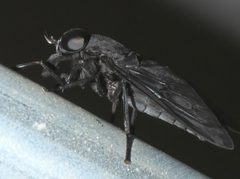 Tabanus atratus P1330028a by 
xpda. Used under a CC BY-SA 4.0 license.