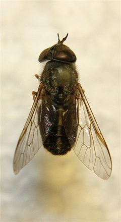 Tabanus lineola by Cody Hough. Used under a CC BY-SA 3.0 license.