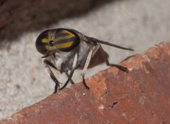 Tabanus lineola - inat 143940294 by {{{name}}}. Used under a CC BY-SA 4.0 license.