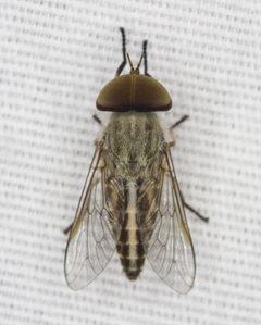 Tabanus lineola 9326660 by Robb Hannawacker. Used under a CC0 license.