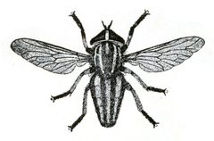 Tabanus lineola female by Williston, Samuel Wendell. Used under a Public domain license.