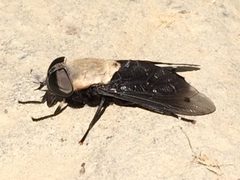 Tabanus punctifer by Darin J McGuire. Used under a CC BY 4.0 license.