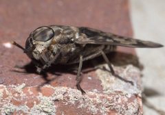 Tabanus venustus P1290042a by 
xpda. Used under a CC BY-SA 4.0 license.